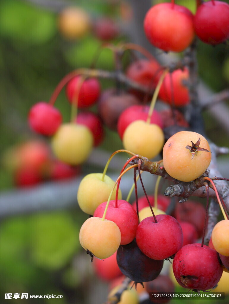 枝头多彩果实诱人