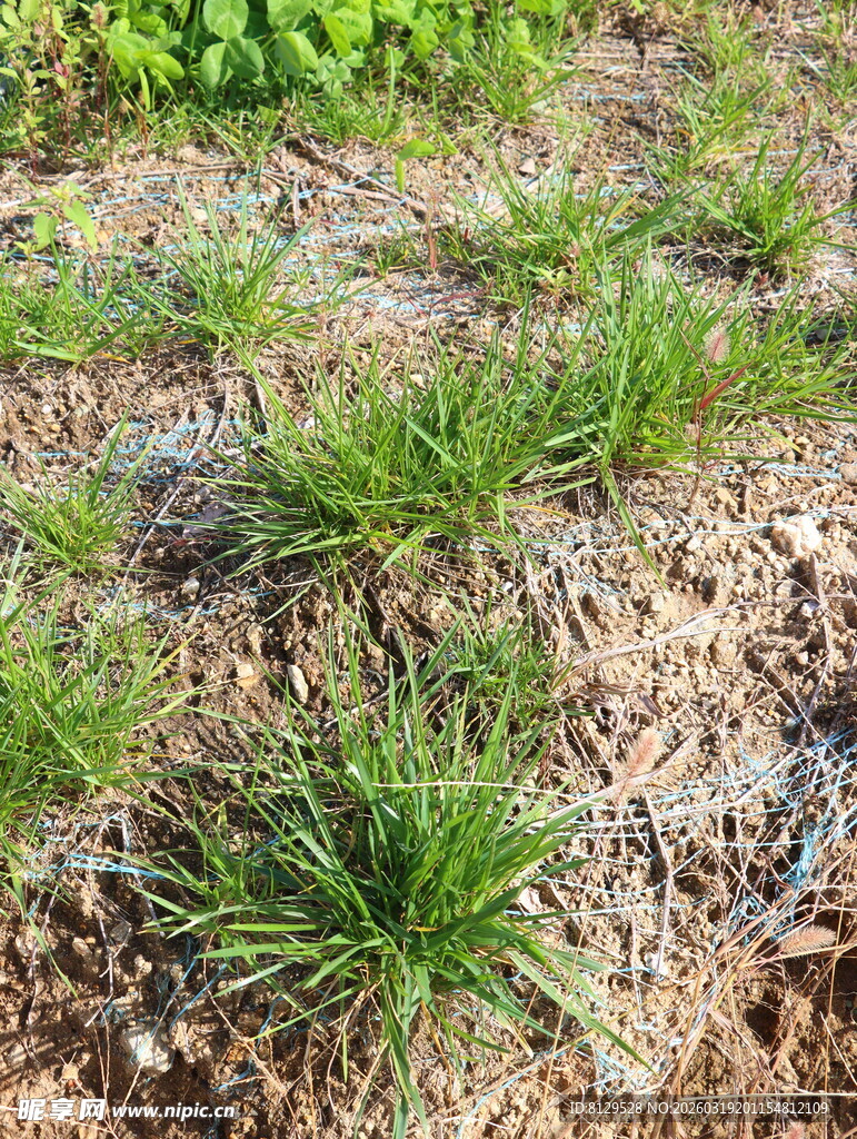 田间嫩绿小草生长景象