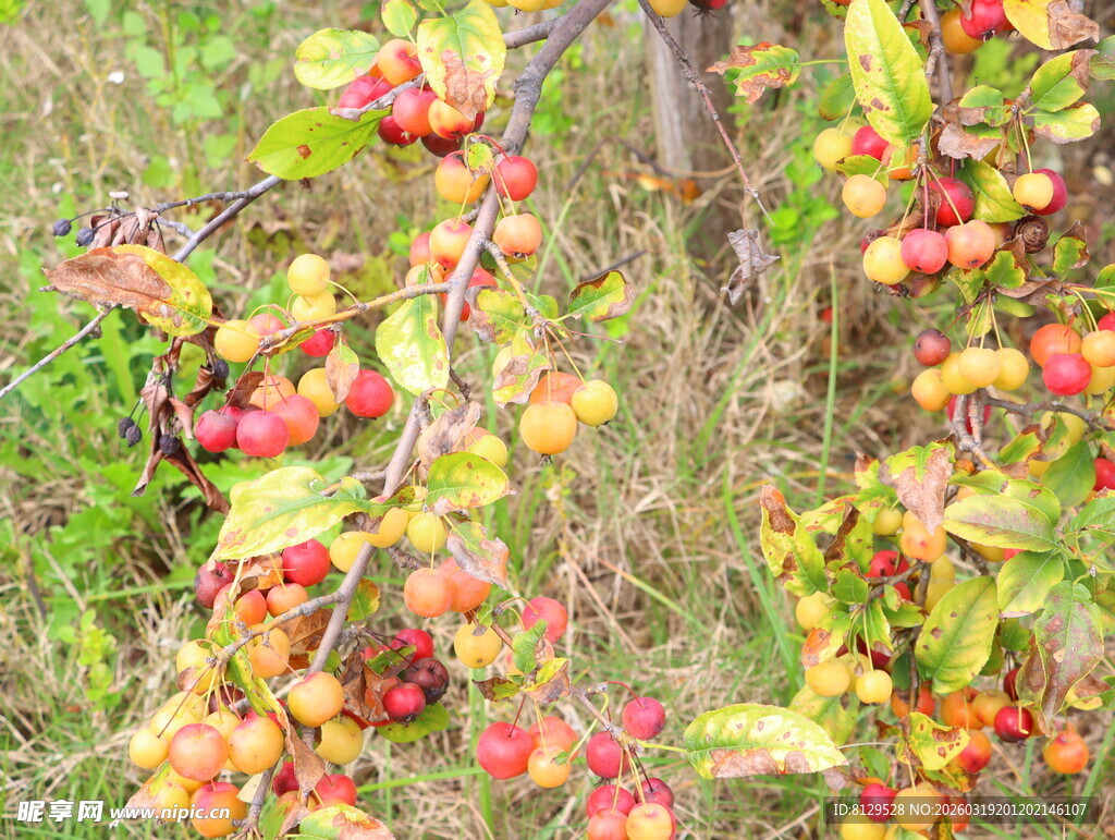 枝头累累的多彩小果实