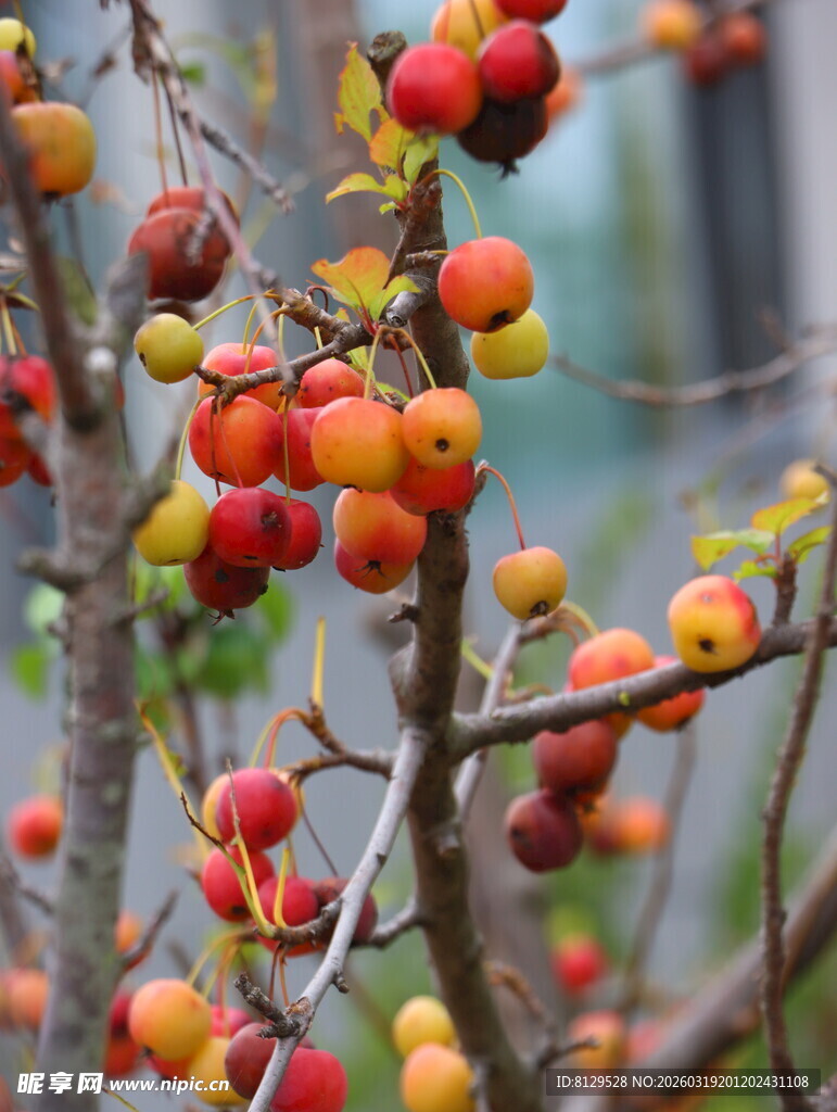 枝头累累的多彩小果实