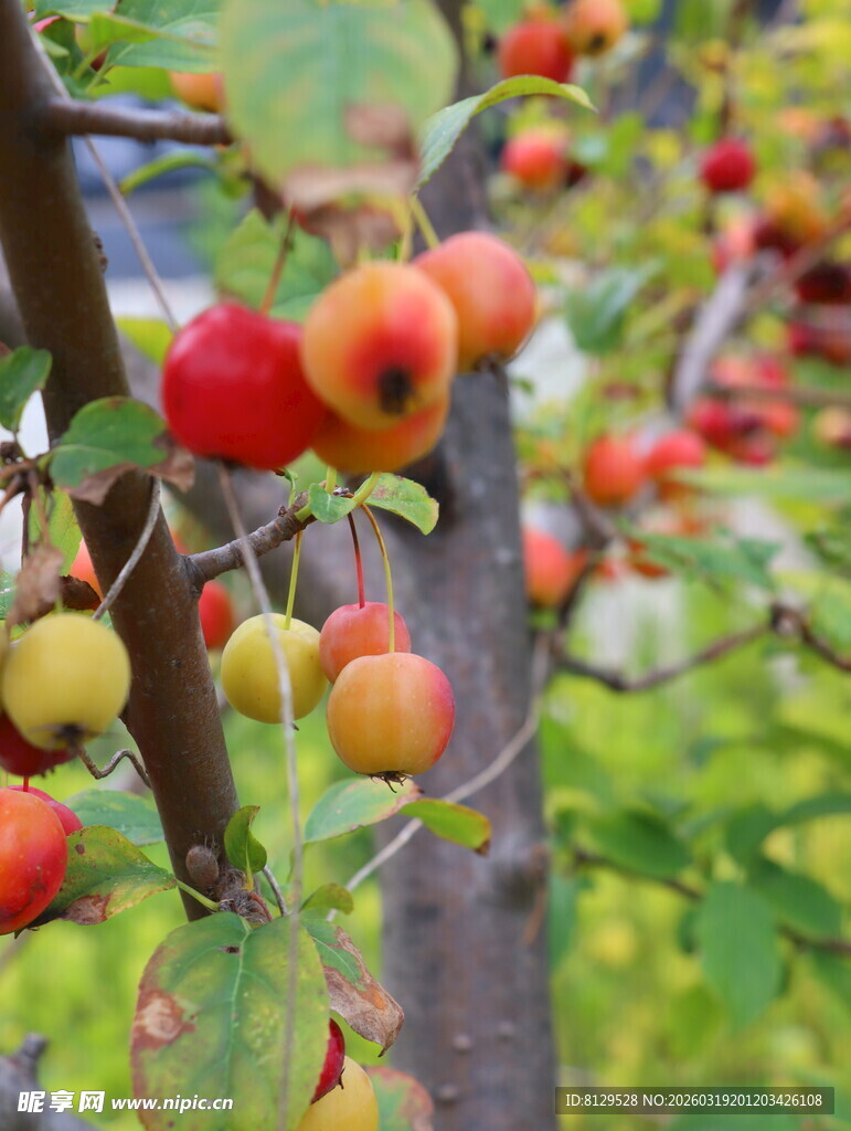 枝头硕果累累的红苹果