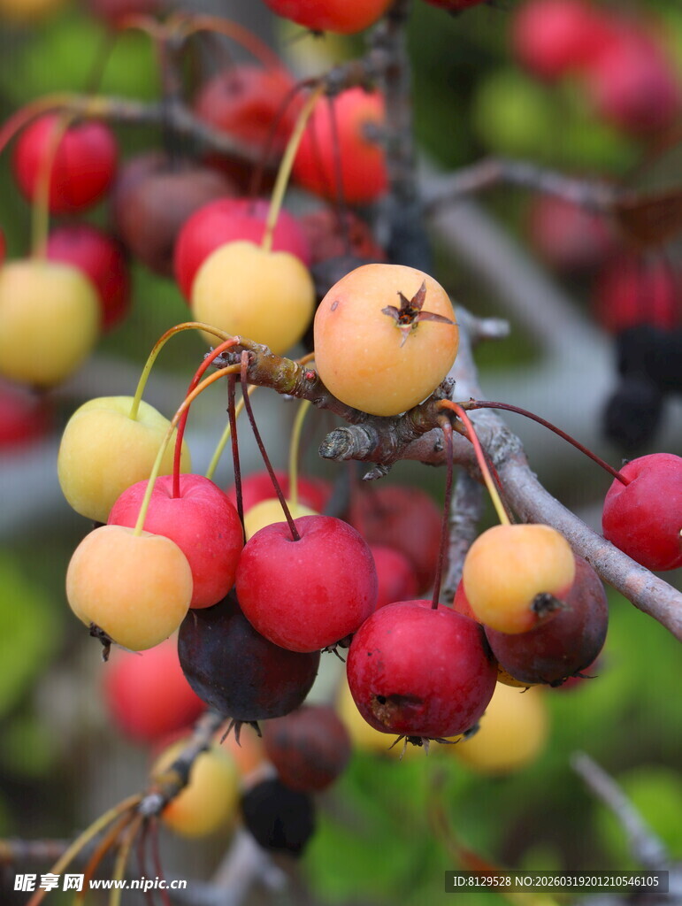 枝头多彩小果实