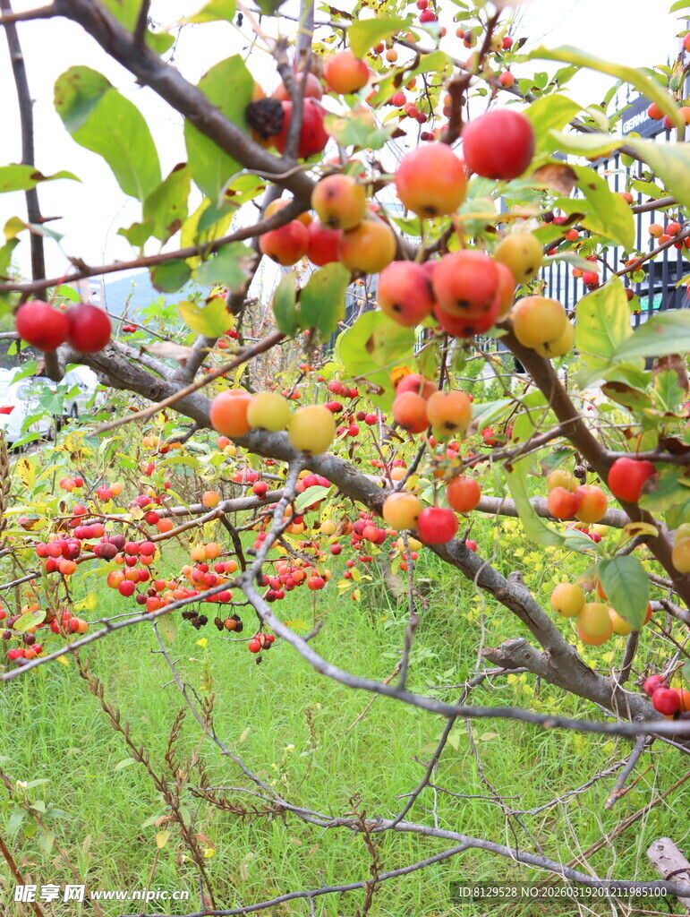 枝头硕果累累的红苹果