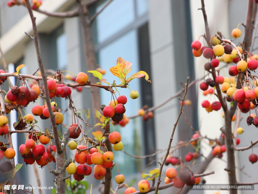 枝头红果秋日绚烂景致