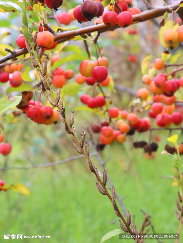 枝头硕果累累的多彩果实