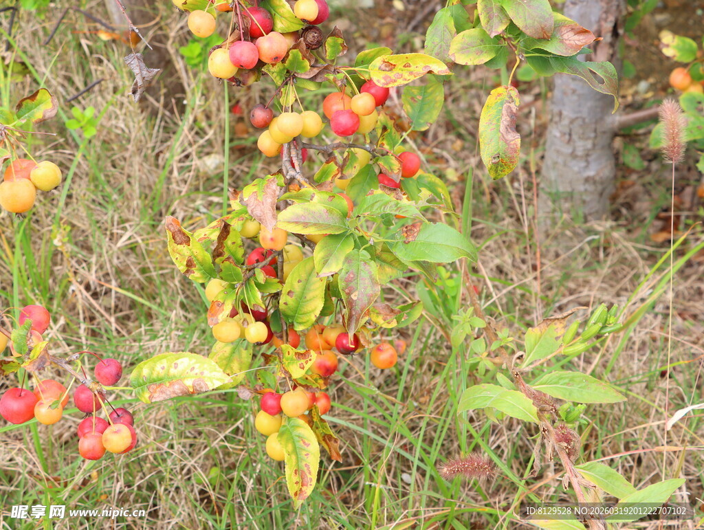 秋日枝头的多彩野果