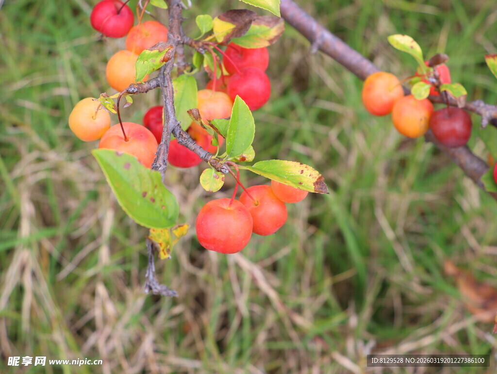 枝头硕果累累的鲜艳果实