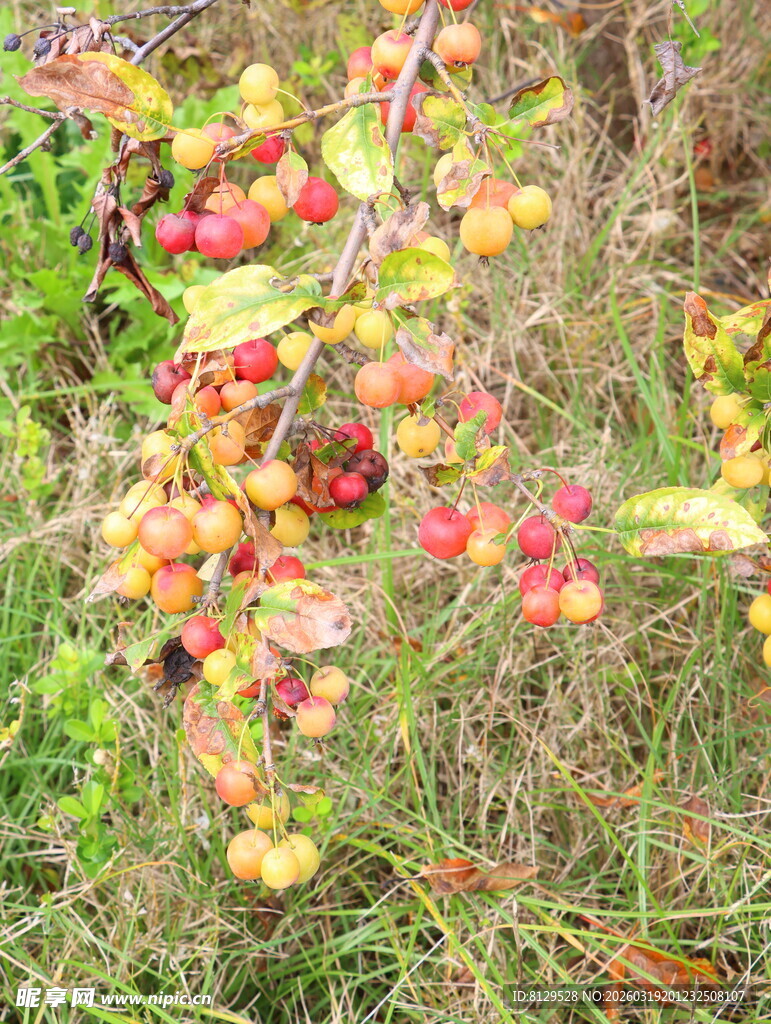 地上掉落的多彩苹果
