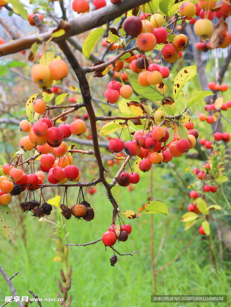 秋日枝头红果累累