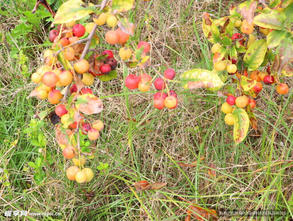 枝头硕果累累的多彩果实