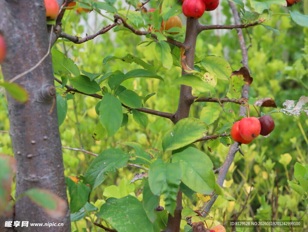 枝头红果绿意相伴