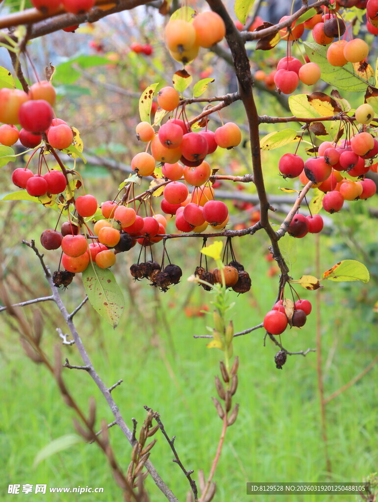 枝头红果映绿意
