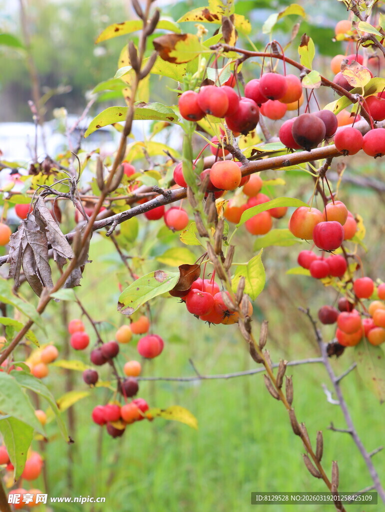 枝头红果秋日绚烂景象
