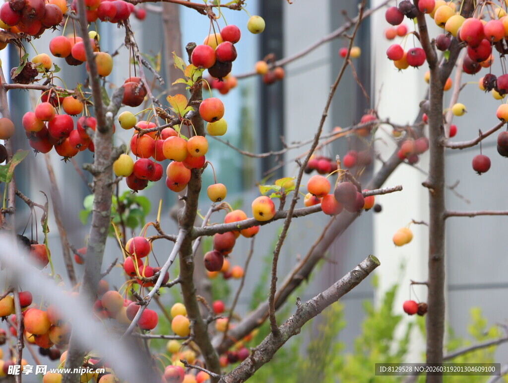 枝头红果绽放生机