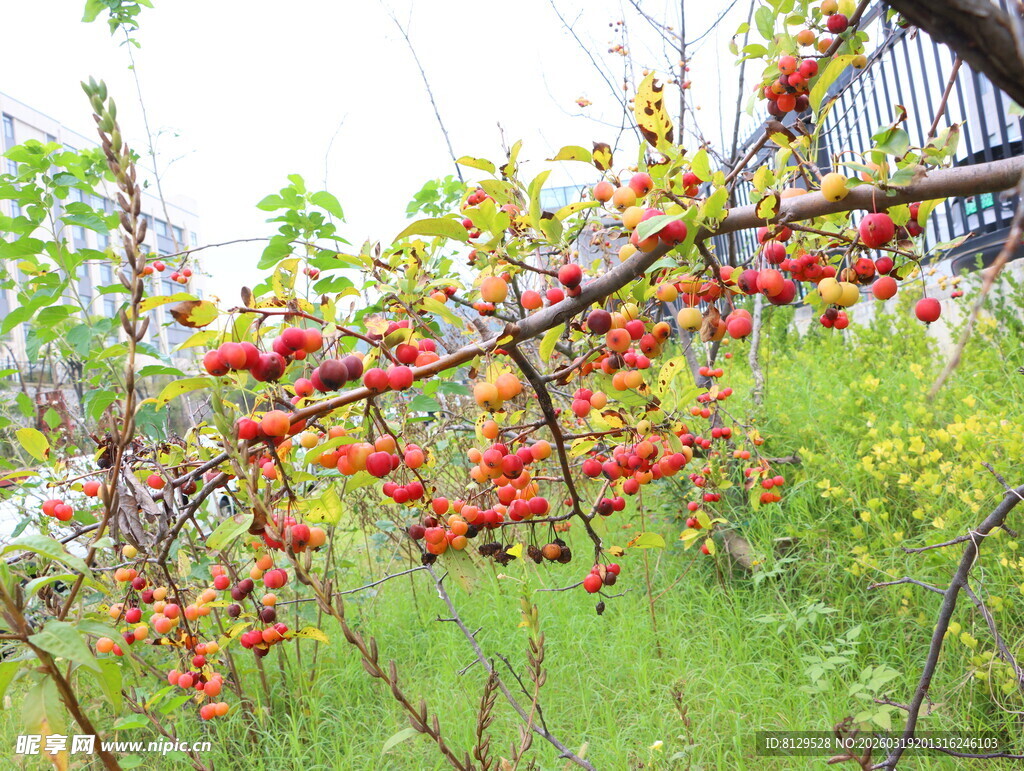 枝头红果自然清新景致