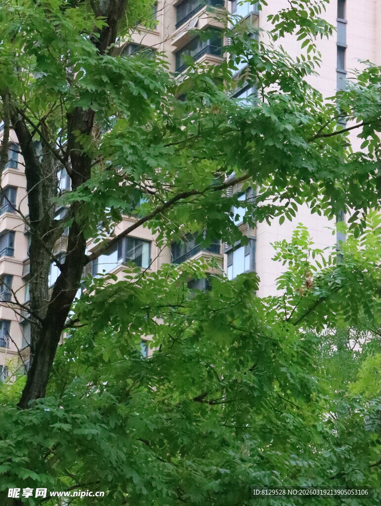 城市中繁茂的绿树景观