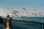 女子海边喂海鸥美好场景