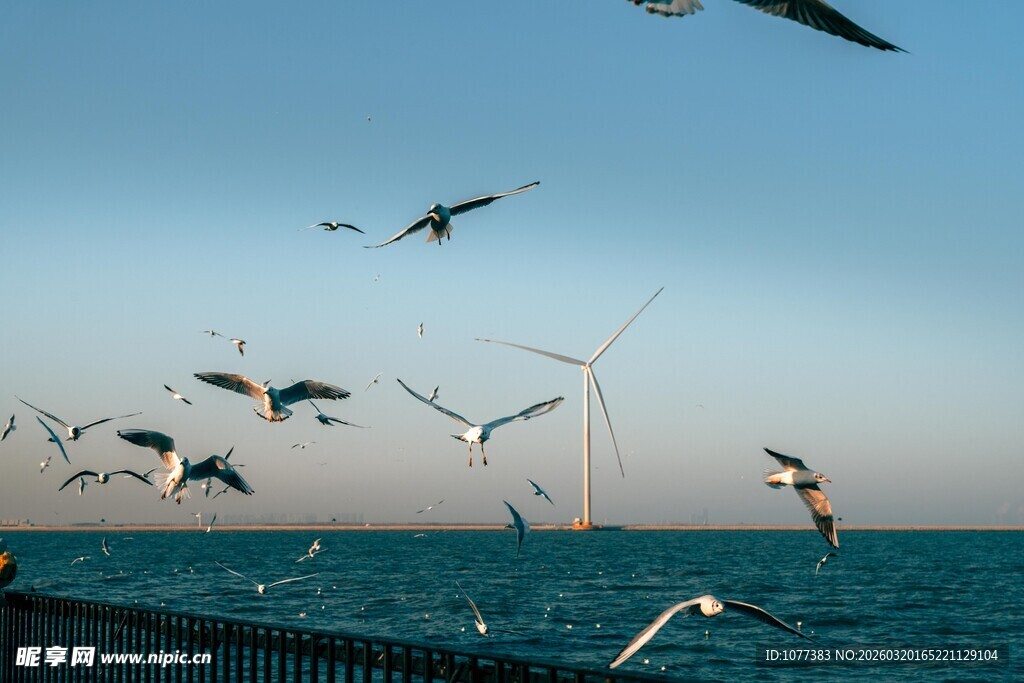 海边飞翔的海鸥与风力发电机