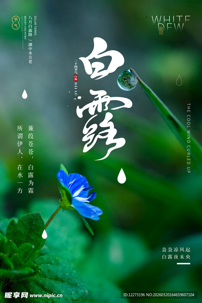 白露时节蓝花带露美景