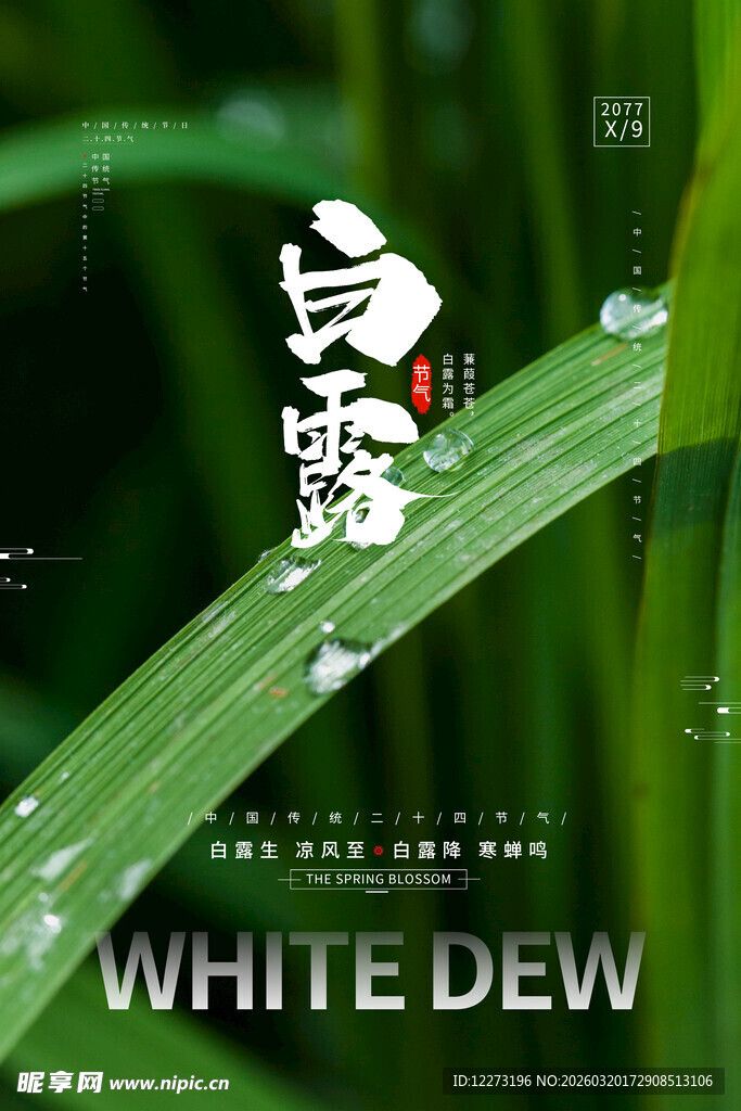 白露时节草尖露珠景象