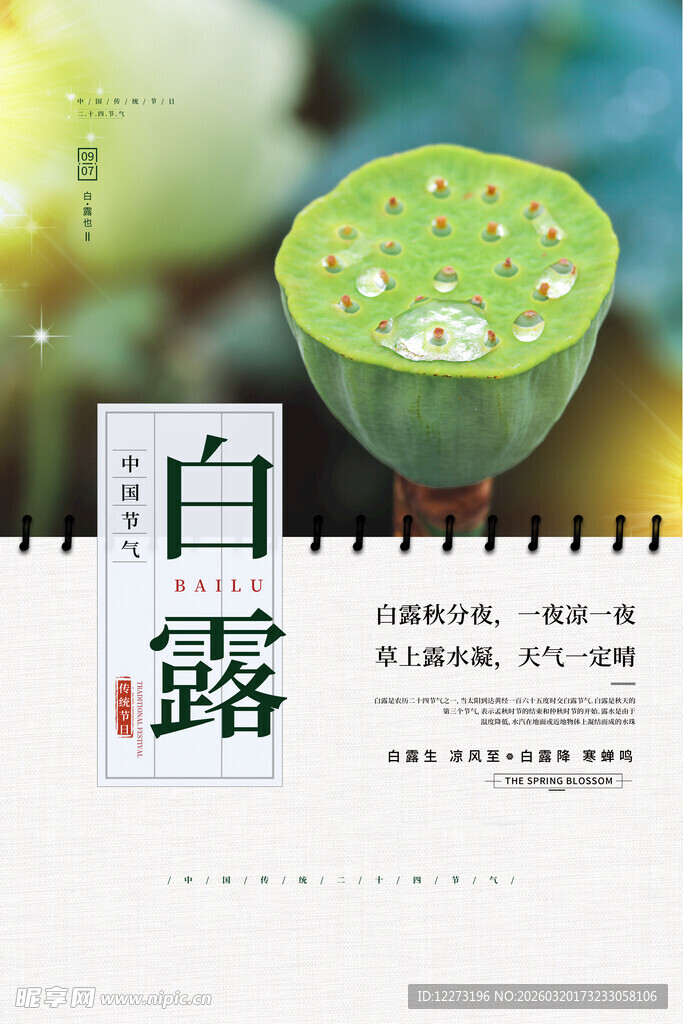 白露时节的清新莲子景象