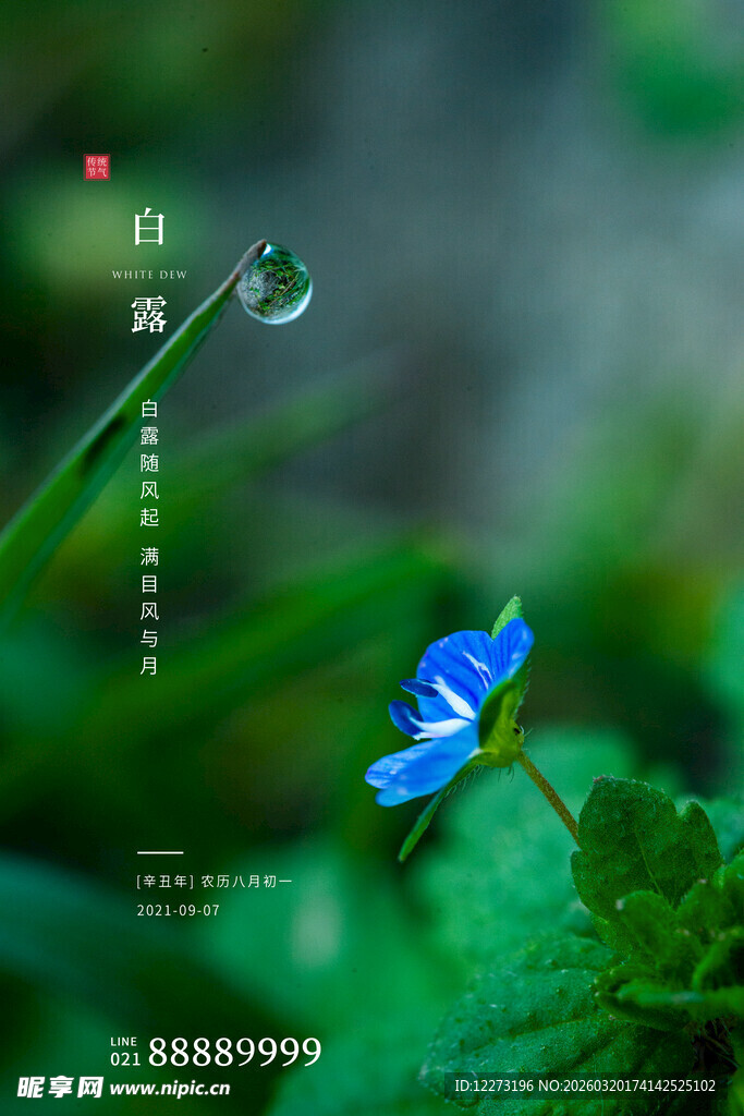 白露海报           