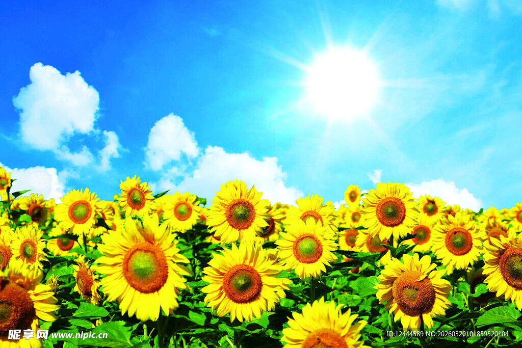 阳光下的向日葵花海