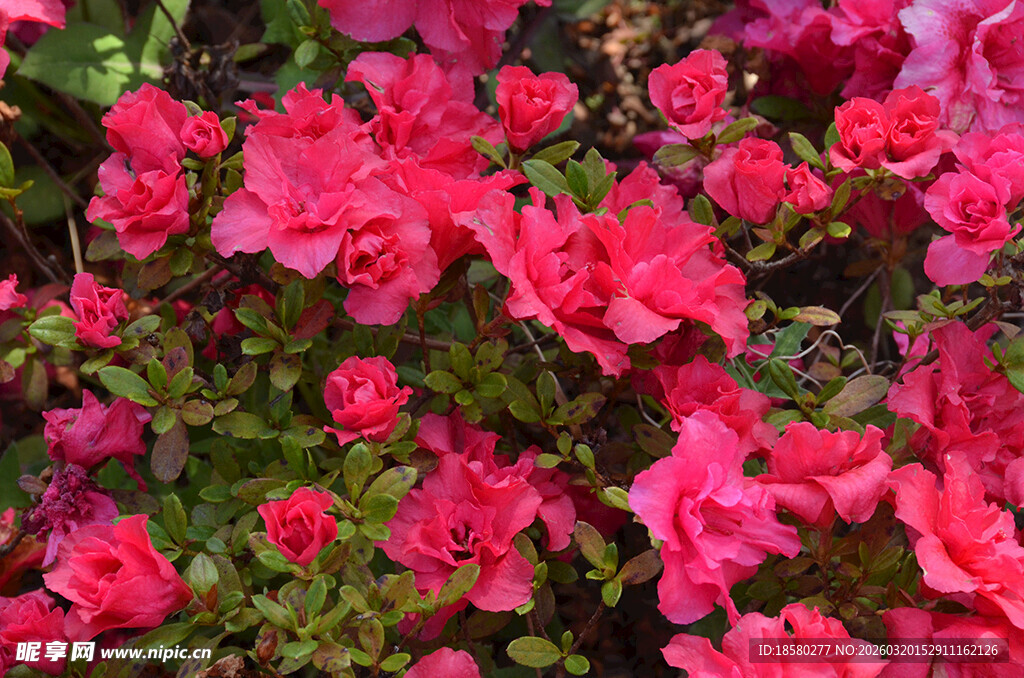 艳丽盛开的粉红色杜鹃花