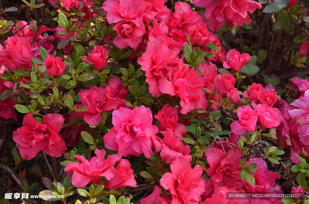 盛开的艳丽杜鹃花