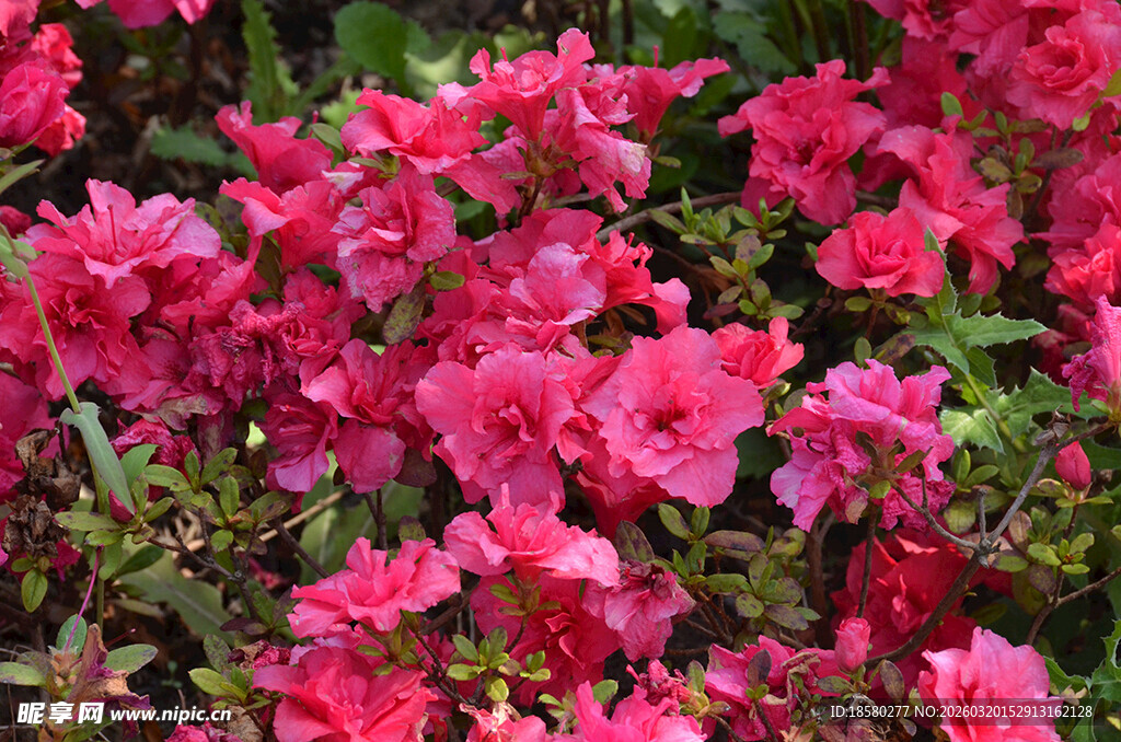 艳丽盛开的粉红色杜鹃花
