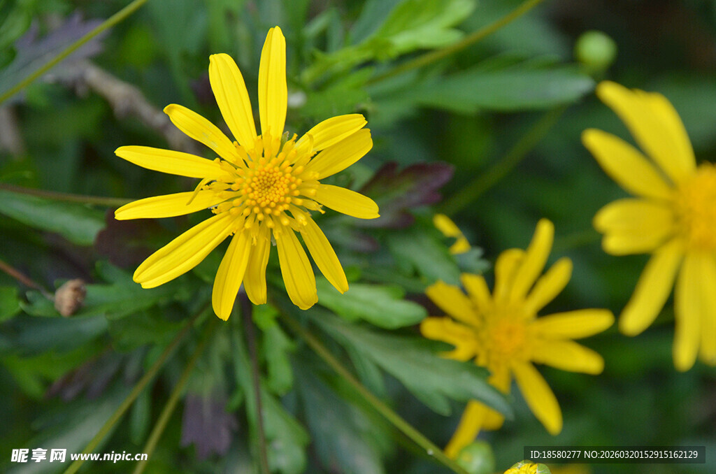 三朵明艳黄色小花绽放
