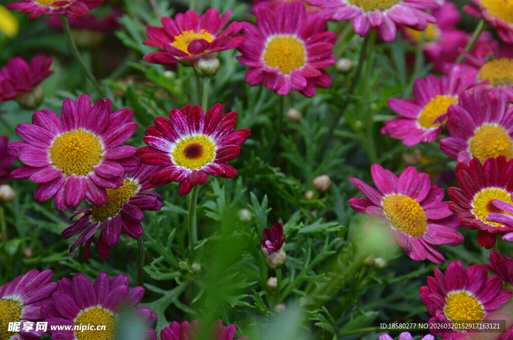 缤纷多彩小雏菊绽放