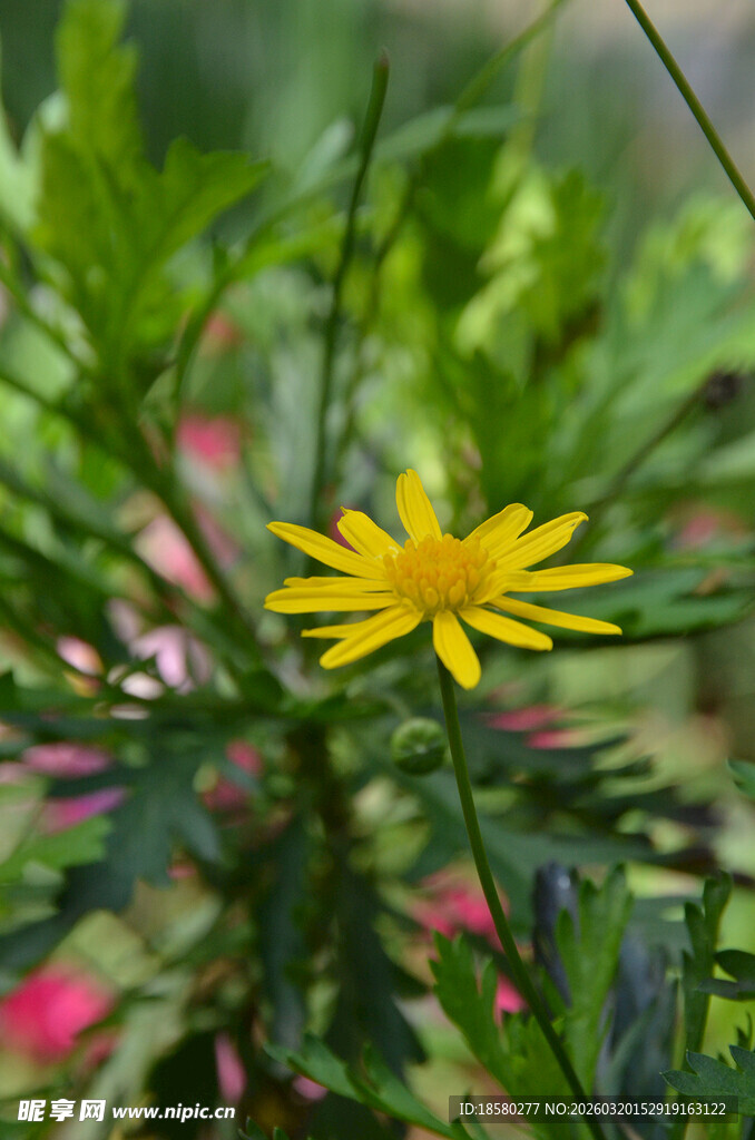 黄色小花绽放于绿叶间
