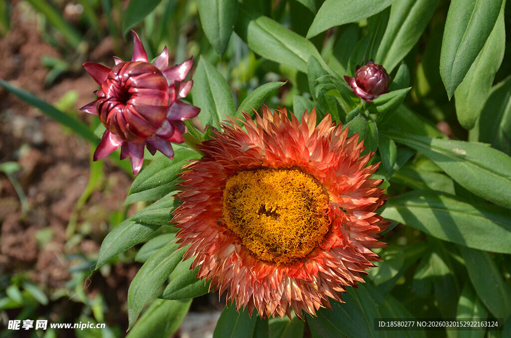 麦秆菊艳丽绽放的多彩花朵
