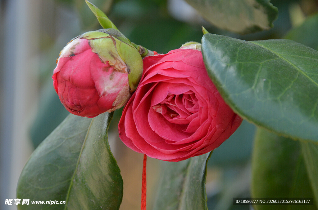 娇艳红山茶绽放枝头