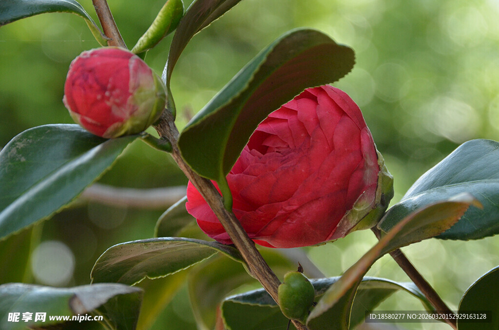 娇艳盛开的红色山茶花
