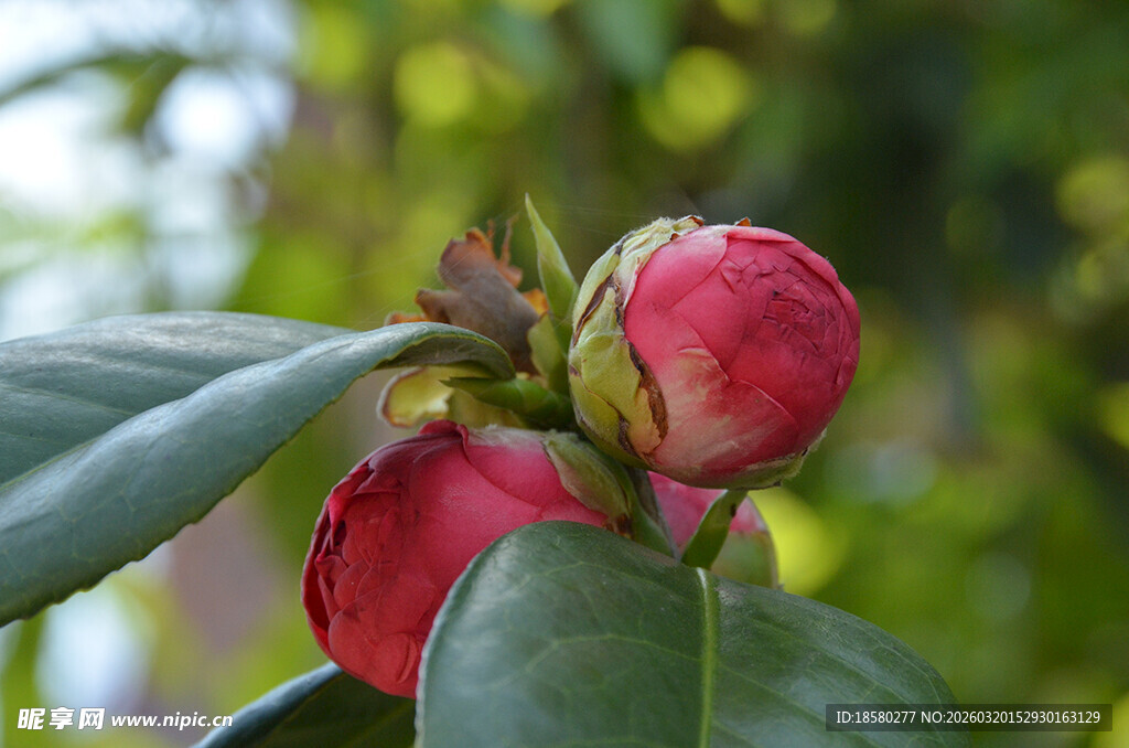 娇艳山茶花骨朵