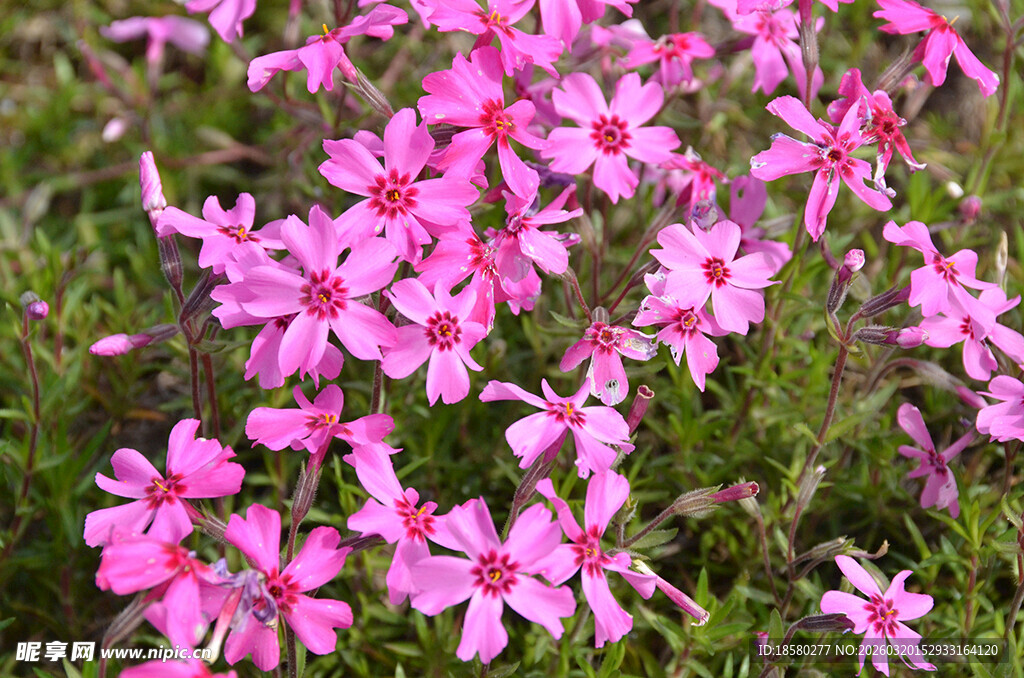 福禄考洋梅花粉色芝樱花海绽放