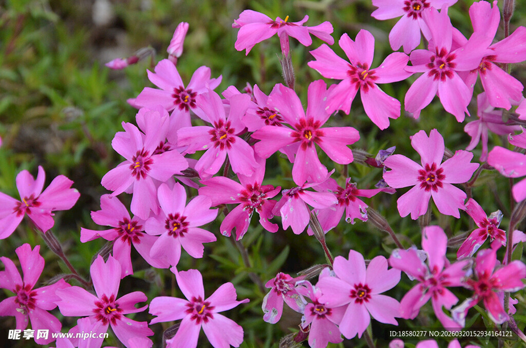 福禄考洋梅花绽放于绿叶间