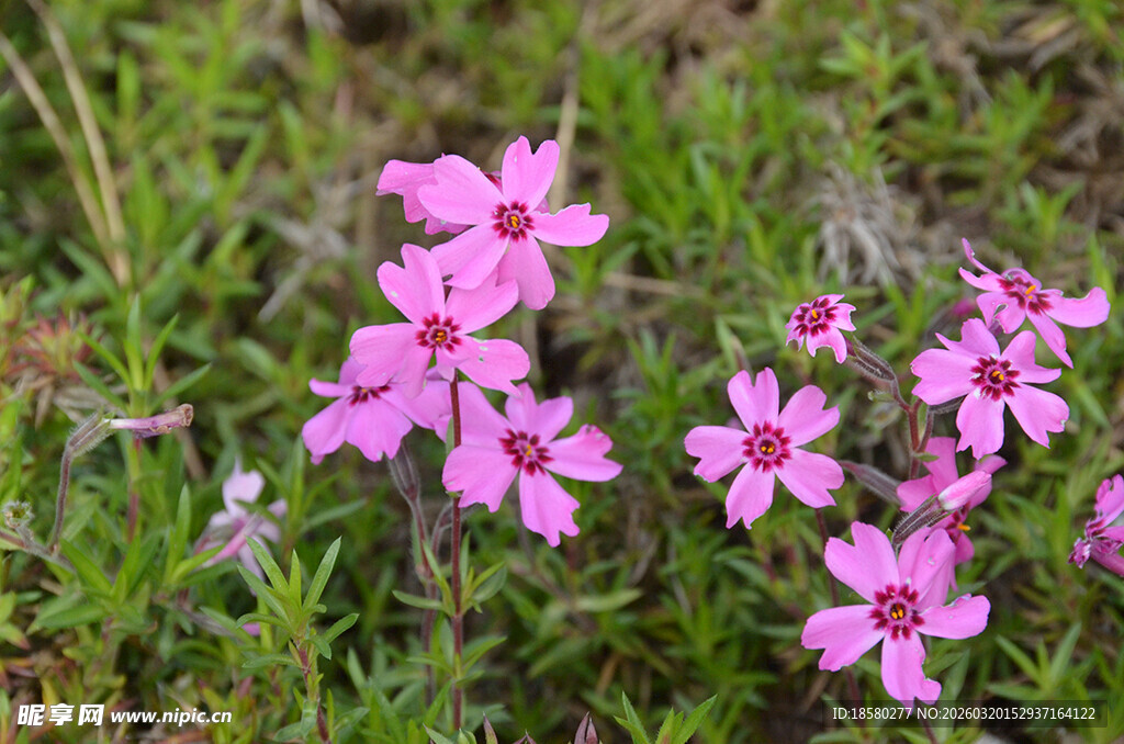 野外绽放的粉色小花