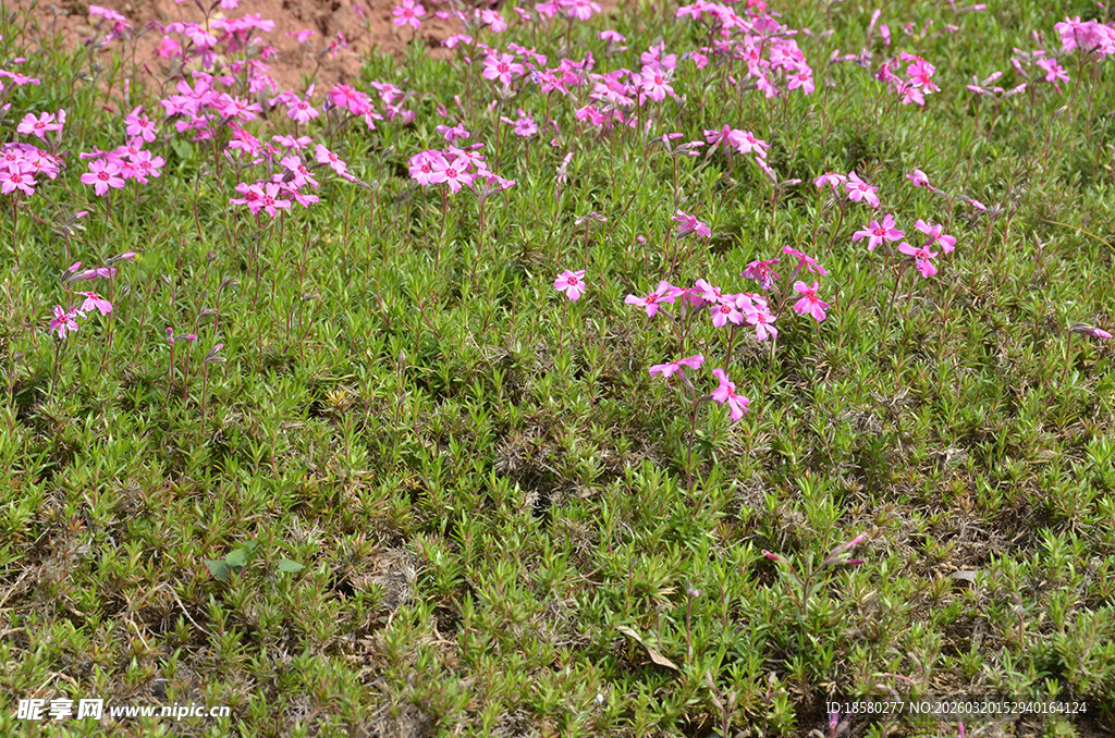粉色小花绽放于绿草地
