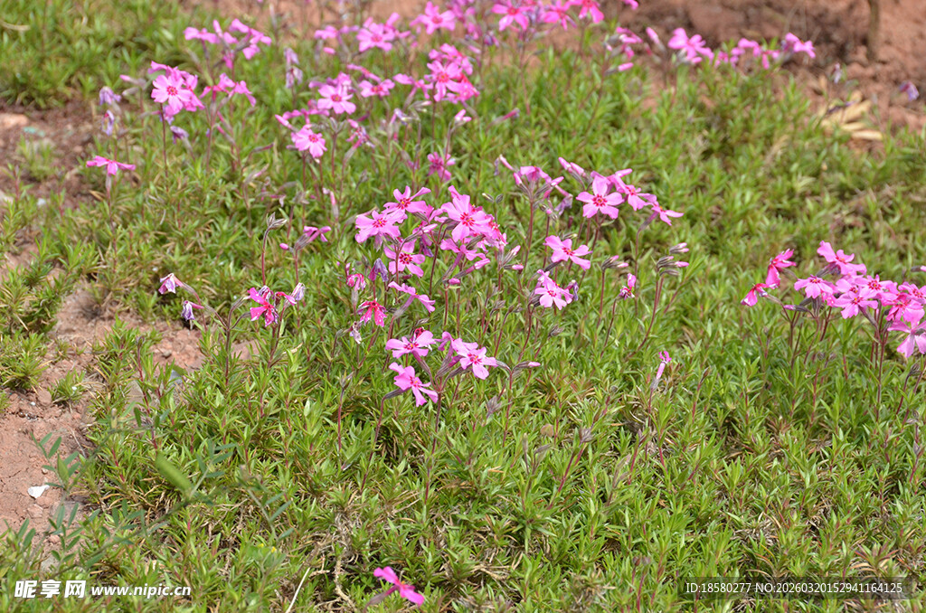 草地中的粉色小花绽放