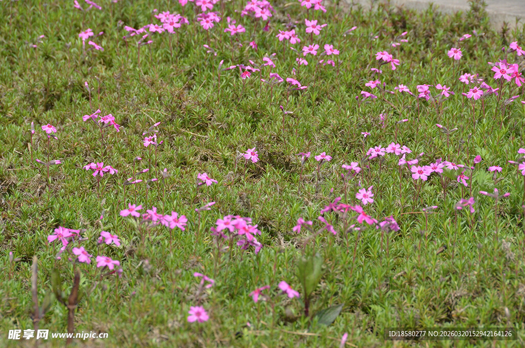 粉色野花点缀绿色草地