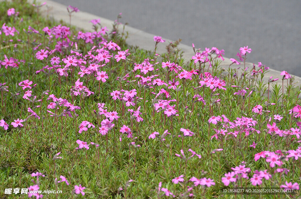 路边绽放的粉色美丽小花
