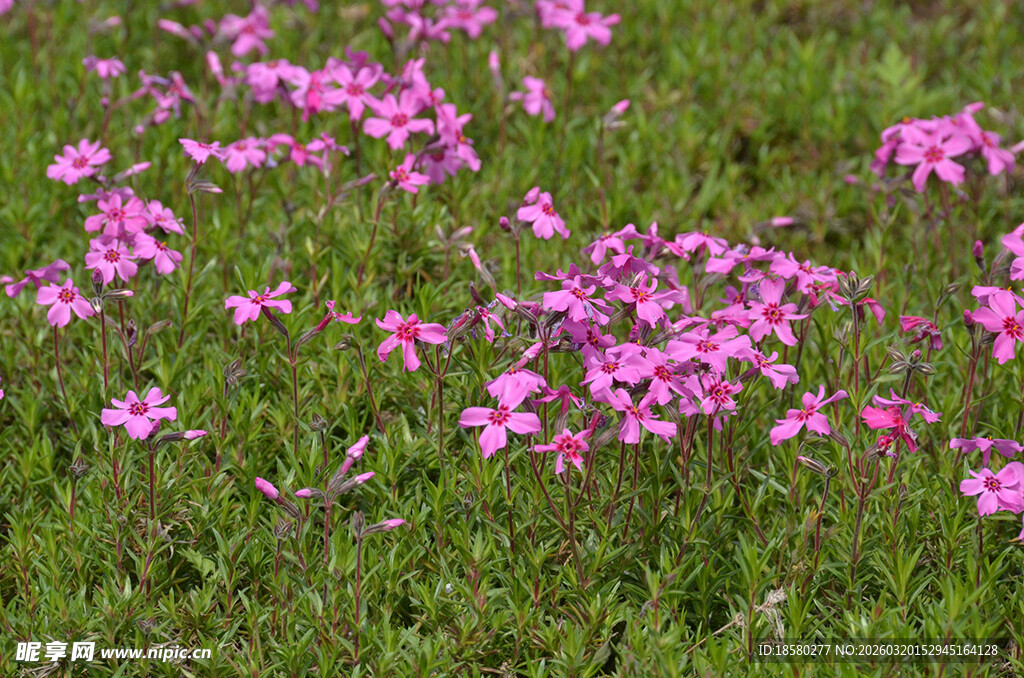 粉色小花绽放于绿草地
