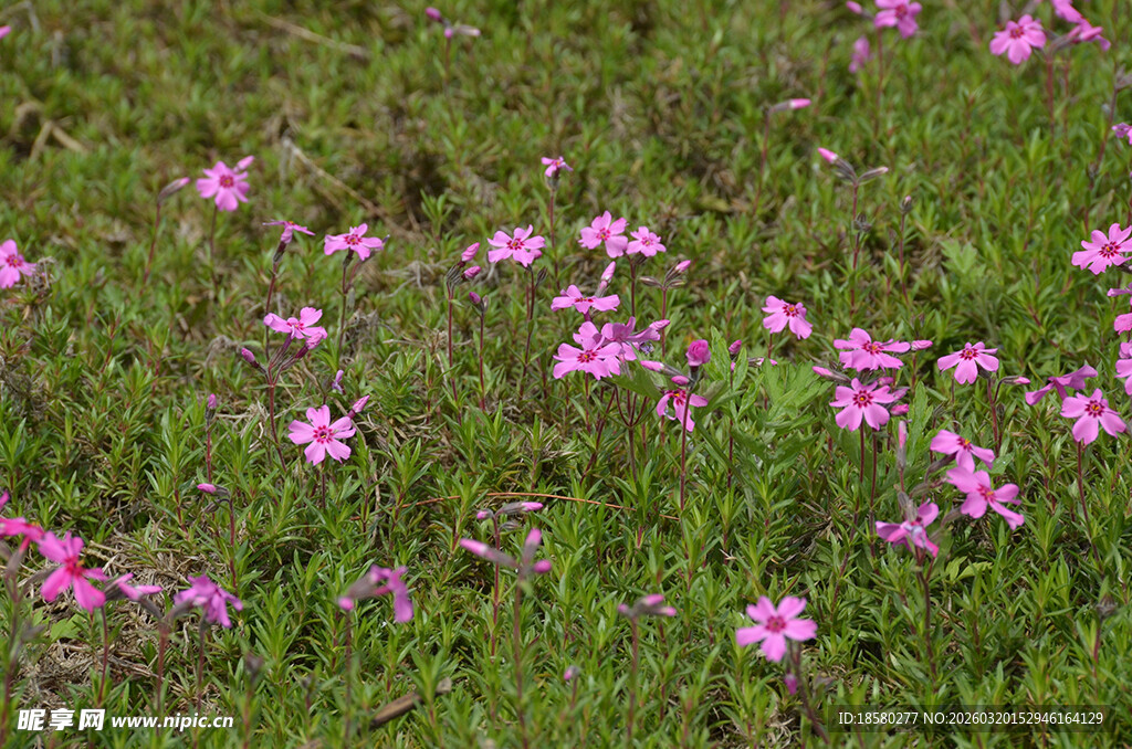 草地上的粉色小花