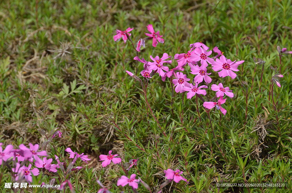 草地上的粉色小花