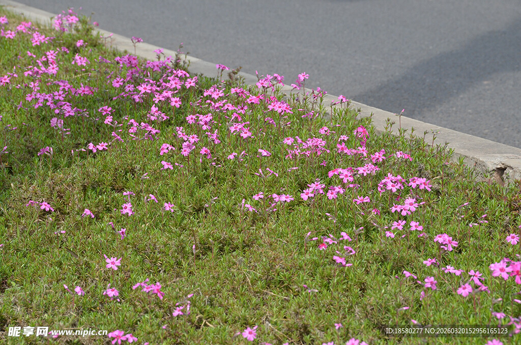 路边盛开的粉色小花