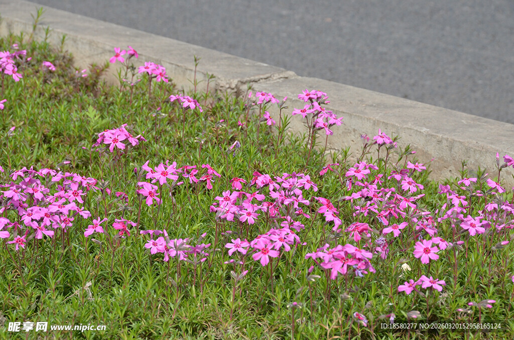 路边绽放的粉色美丽小花