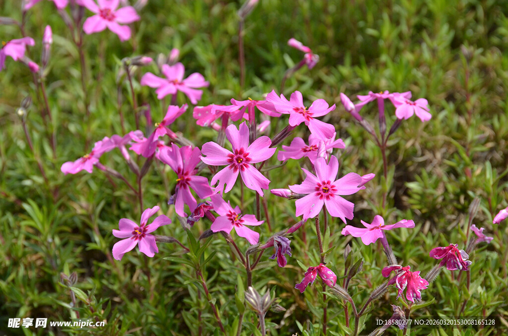 蔓马缨丹粉色小花绽放于绿草丛中
